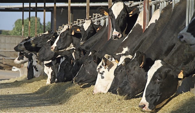 El Capitalismo de Granja