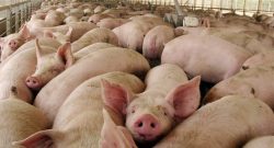 Pigs owned by Agrosuper stand together in a pen in Peralillo, Chile, south of Santiago Tuesday, Dec. 28, 2004. The Chilean pork producing company is implementing a program to eliminate methane fumes from animal waste. (AP Photo/Tomas Munita) CHILE CLIMATE MANURE ROUTE